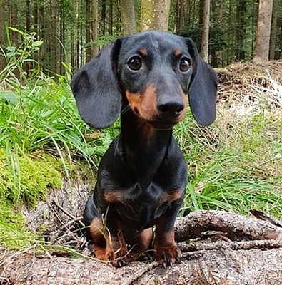 Kaninchendackel